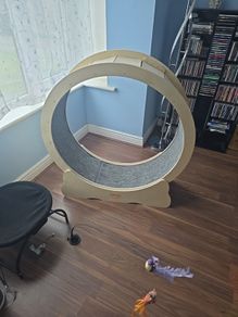 cat wheel