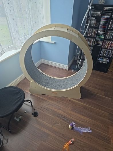 cat wheel