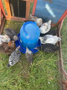 Chicks
