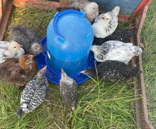 Chicks
