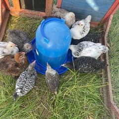 Chicks