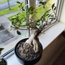 Bonzai + 4 home plants Image 3