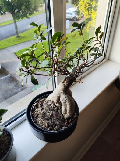 Bonzai + 4 home plants