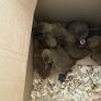 Ducklings Image 9