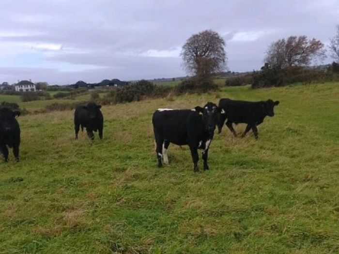 Cattle