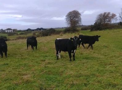Cattle
