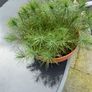 Aleppo Pine Seedlings Trees Image 2