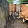Cattle Image 4