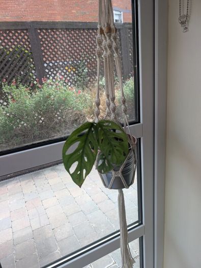 Beautiful hanging plant including pot and hanging basket