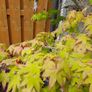 Maple Tree Image 6