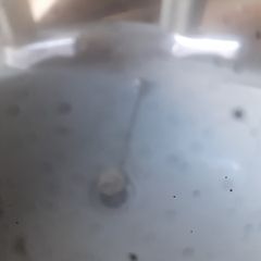 Sink with taps