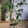 Ficus benjamina houseplant planted in grey ceramic pot Image 2