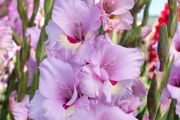 10 x Gladiolus bulbs Zamora Pink