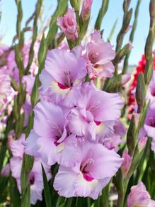 10 x Gladiolus bulbs Zamora Pink