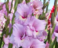 10 x Gladiolus bulbs Zamora Pink