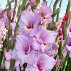 10 x Gladiolus bulbs Zamora Pink