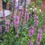 Lythrum salicaria Image 2