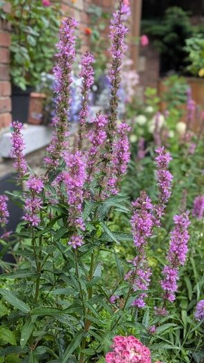 Lythrum salicaria