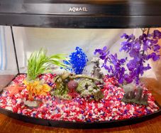 Fish Tank Aqua 60cm - Bow Front Aquarium 45L