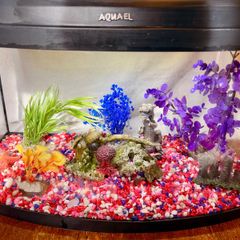 Fish Tank Aqua 60cm - Bow Front Aquarium 45L
