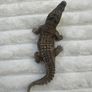 Schleich Alligator Crocodile Moveable Jaw D-73527 Used Please see photos Image 2