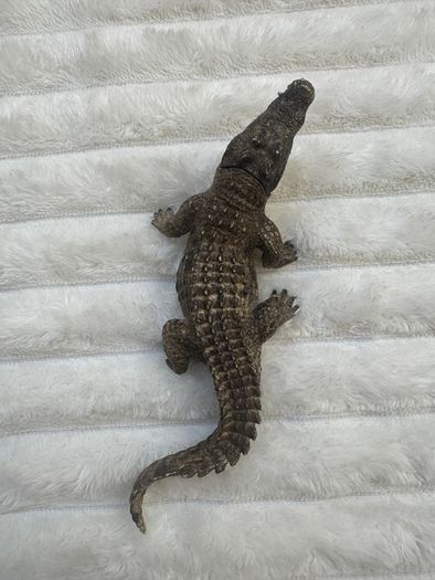 Schleich Alligator Crocodile Moveable Jaw D-73527 Used Please see photos