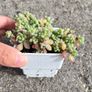 plant Image 4