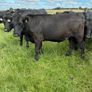 Angus bullocks Image 4