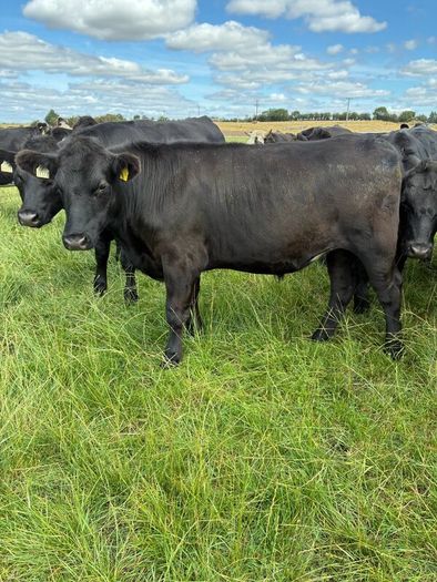 Angus bullocks