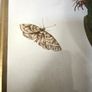botanical print of passion flowers by Maria Merian by Amazing Rare Things Image 5