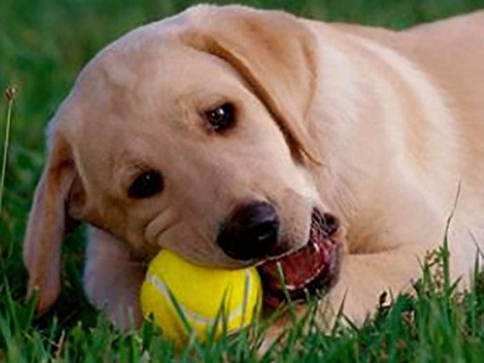 12 Practice Tennis Balls, Pressure less Training Exercise Tennis Balls with Easy Transport bag, Soft Rubber Tennis Balls Perfect for Beginners Training Lessons Pet Dog Playing Balls