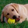 12 Practice Tennis Balls, Pressure less Training Exercise Tennis Balls with Easy Transport bag, Soft Rubber Tennis Balls Perfect for Beginners Training Lessons Pet Dog Playing Balls Image 8
