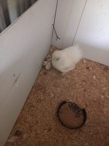 Purebred Silkie Bantam Chicks