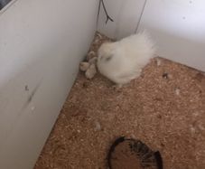 Purebred Silkie Bantam Chicks
