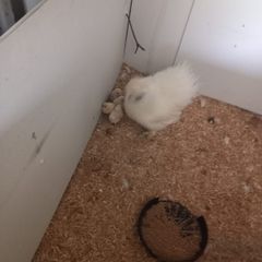Purebred Silkie Bantam Chicks