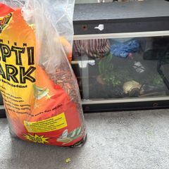 reptile