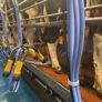 ADF Milking Systems | Lower SCC Risk & Save Labour Image 8