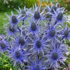 Sea Holly seeds