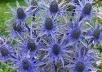 Sea Holly XL seeds packet