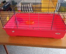 Guinea pig / Rabbit