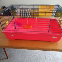 Guinea pig / Rabbit