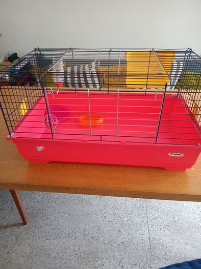 Guinea pig / Rabbit