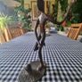 Vintage brass figurine of a football player Image 4