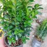 Box Hedging Image 4