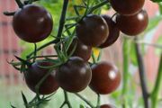 (T) Tomato Black Cherry seeds 0.2g (110964)