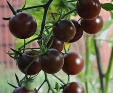 (T) Tomato Black Cherry seeds 0.2g (110964)