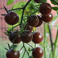 (T) Tomato Black Cherry seeds 0.2g (110964)