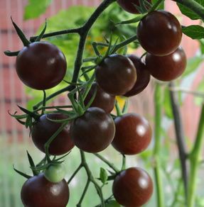 (T) Tomato Black Cherry seeds 0.2g (110964)