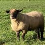 Rams Image 4