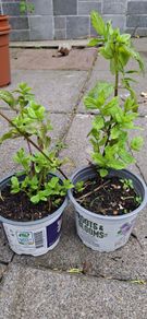 Mint plants